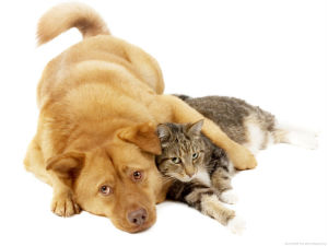 In Gran Bretagna il primo database del DNA di animali domestici