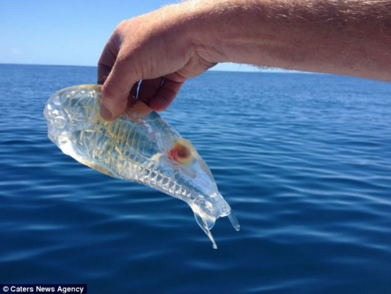 Trovato un misterioso “pesce trasparente”, ma i media dimenticano che la scienza lo conosce già