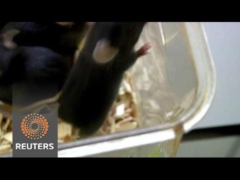 Proteina del sangue ringiovanisce cervello e muscoli di topi