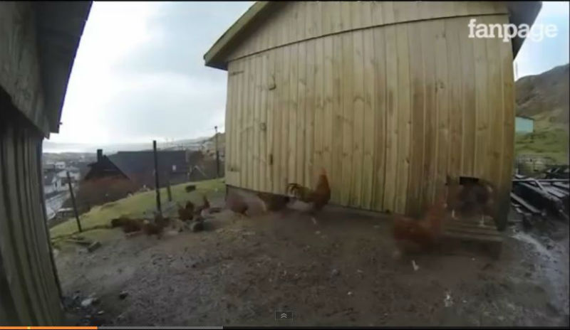 Eclissi, il gallo canta disorientato – video