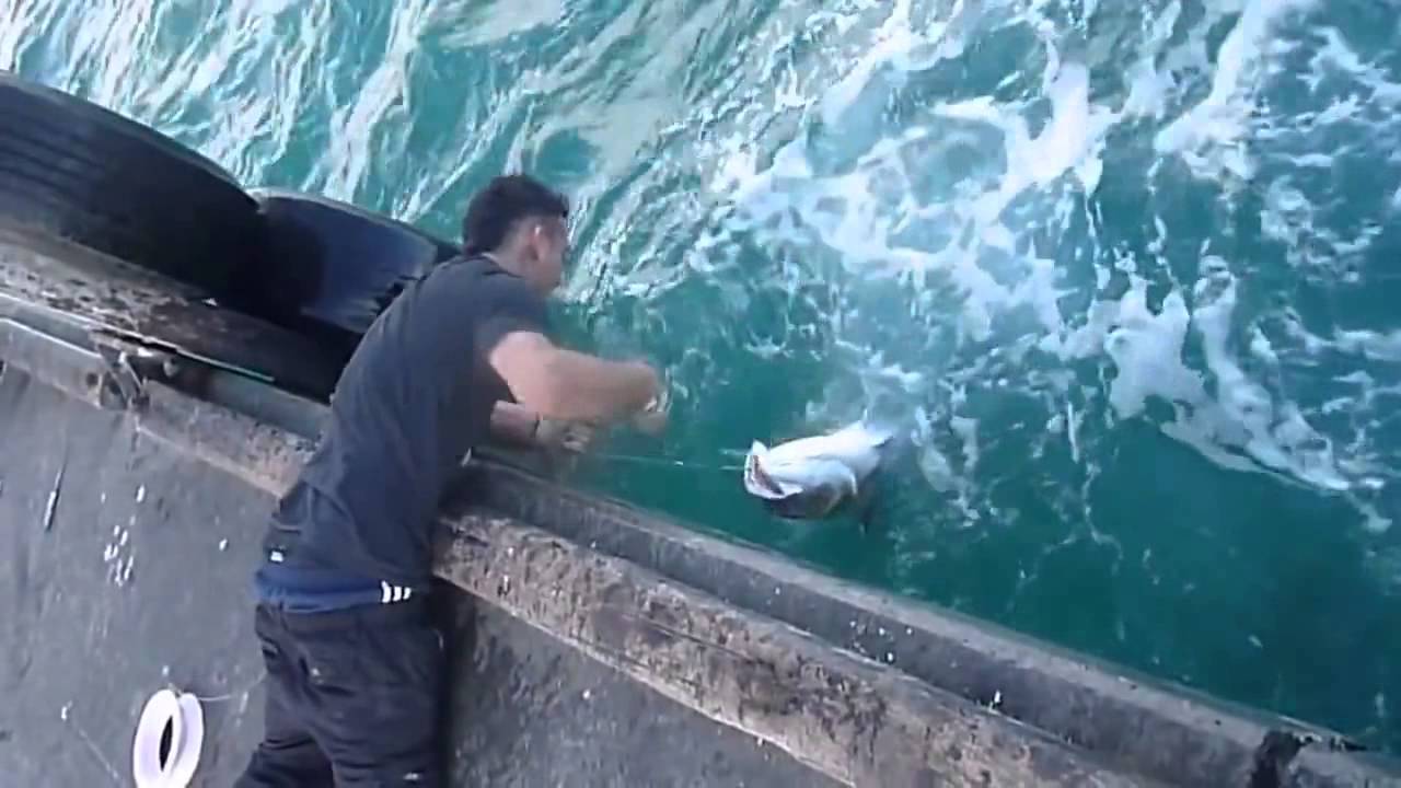Cattura Un Pesce Enorme Senza Canna Da Pesca