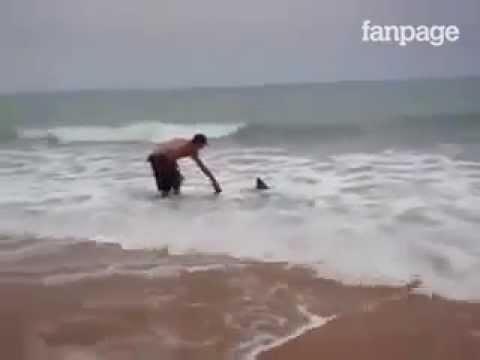 Un uomo salva uno squalo spiaggiato