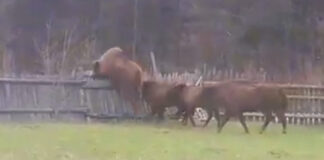 Bisonte: quasi 1000 Kg di peso ma capace di saltare come un cavallo – il video diffuso sul web