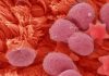 L’innovazione CRISPR blocca la replicazione del virus SARS-CoV-2 nei primi test di laboratorio