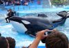 Chiedono di liberare dal Mundo Marino l’unica orca in cattività rimasta in Sudamerica
