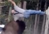 Perché un grosso bisonte ha attaccato un uomo facendolo sbalzare in aria. La possibile spiegazione – video
