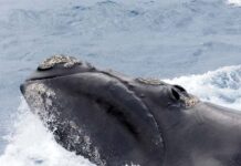 Centinaia di cuccioli di balena sono morti misteriosamente in Patagonia, corsa contro il tempo per individuare le cause dei decessi