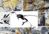 Un uccello basale del Giurassico rivela la diversità ecologica dei primi avialani