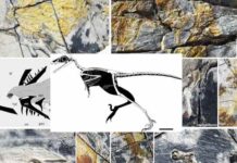 Un uccello basale del Giurassico rivela la diversità ecologica dei primi avialani
