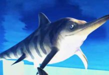 Il fossile di un ittiosauro risulta più recente di quanto previsto dai paleontologi. La scoperta che riscrive la storia evolutiva di questi rettili marini