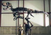 Scheletro di un Nanotyrannus venduto all’asta a 47 milioni di dollari. Perché negli Usa è legalmente possibile – video