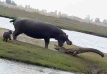 Mamma ippopotamo affronta un coccodrillo per difendere il suo cucciolo – video
