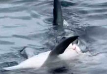 I resti di un delfino divorati da uno squalo mako – video