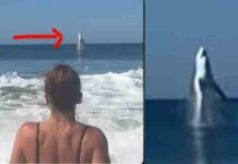 Un grande squalo bianco filmato mentre salta dal mare a pochi metri dalla spiaggia – video