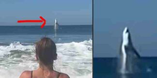 Un grande squalo bianco filmato mentre salta dal mare a pochi metri dalla spiaggia – video