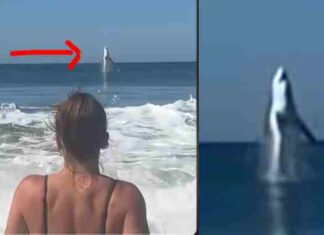 Un grande squalo bianco filmato mentre salta dal mare a pochi metri dalla spiaggia – video